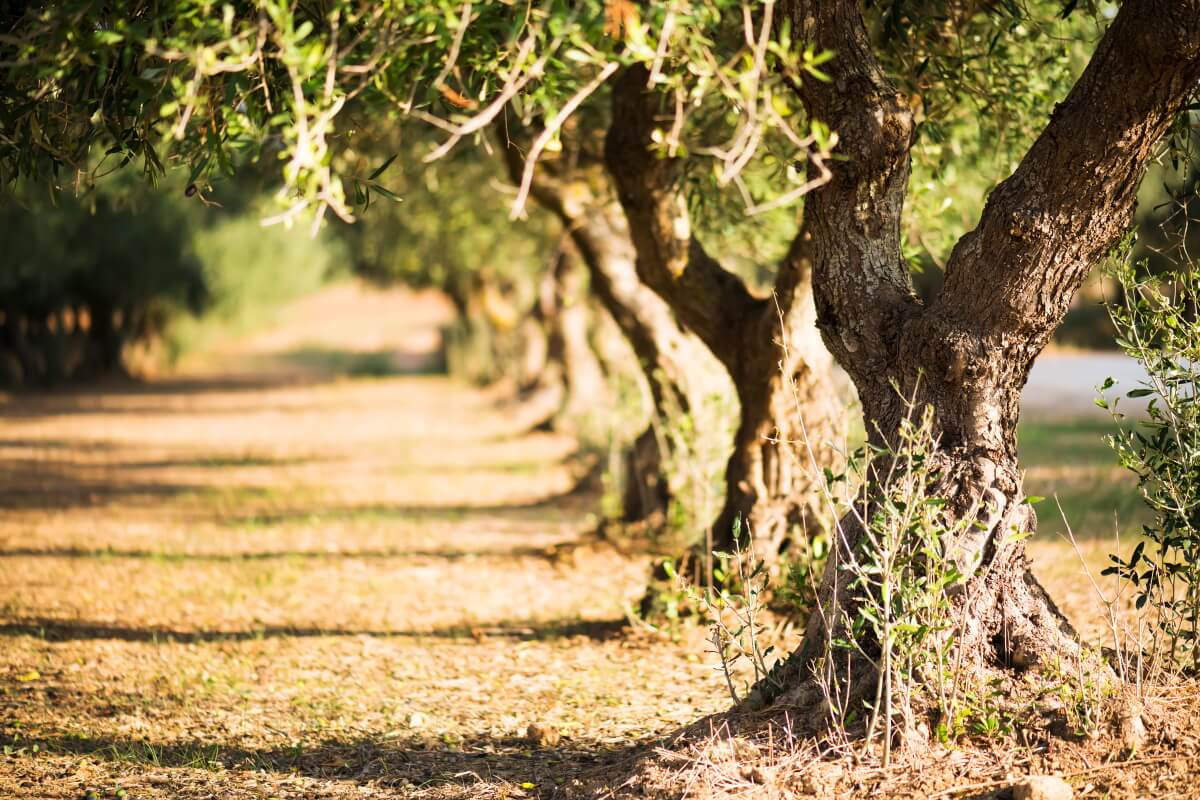 Leccino olive tree