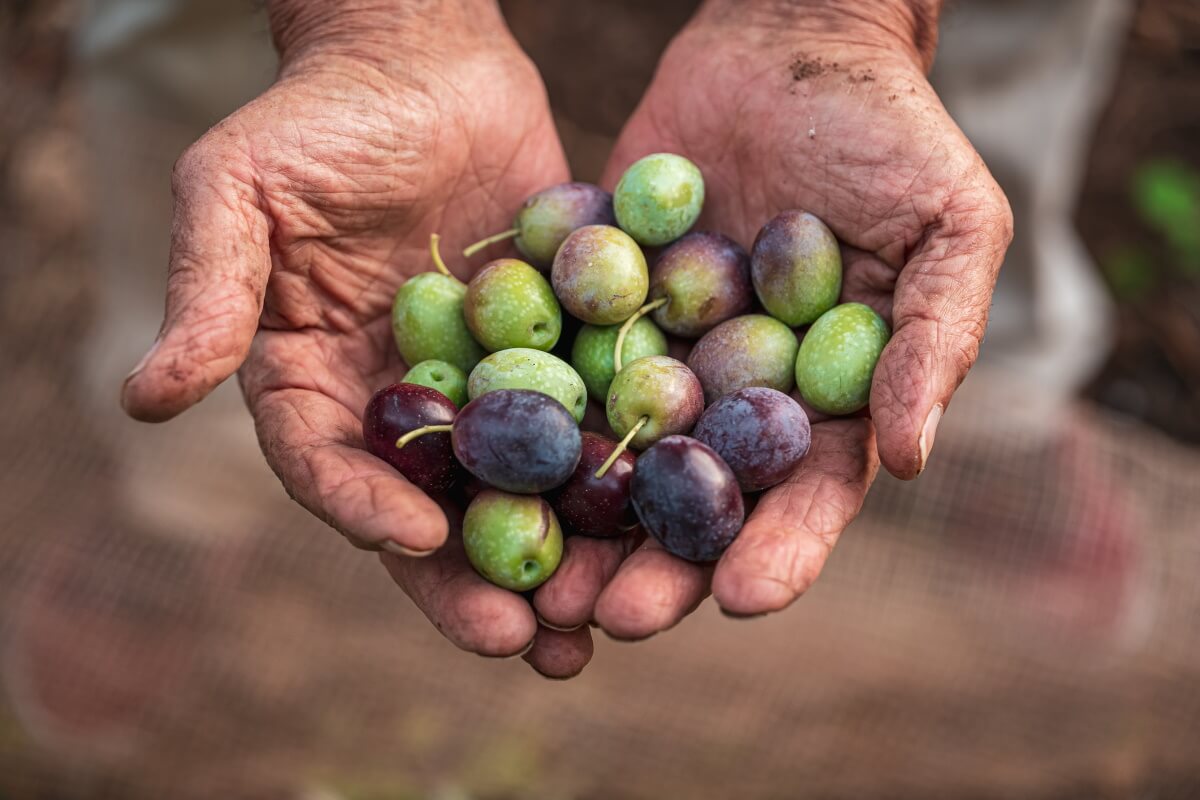 olivo favolosa olive