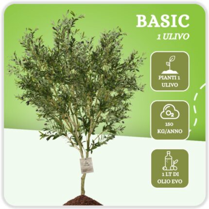 Basic - Un Albero di Ulivo