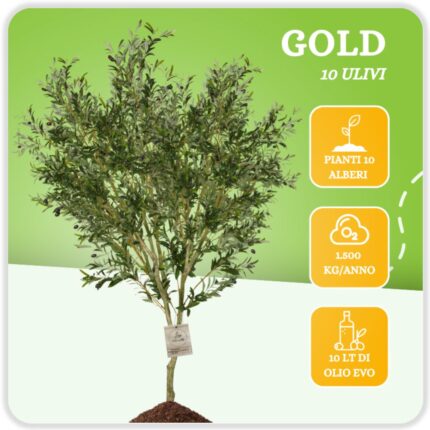 Gold - 10 Alberi di Ulivo