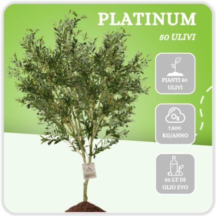 Platinum - 50 Alberi di Ulivo
