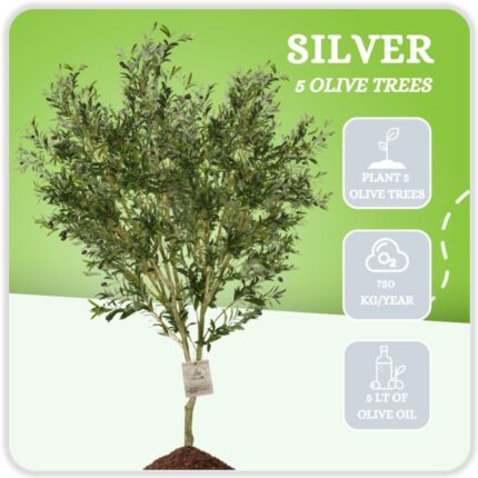Silver - 5 Olive Trees