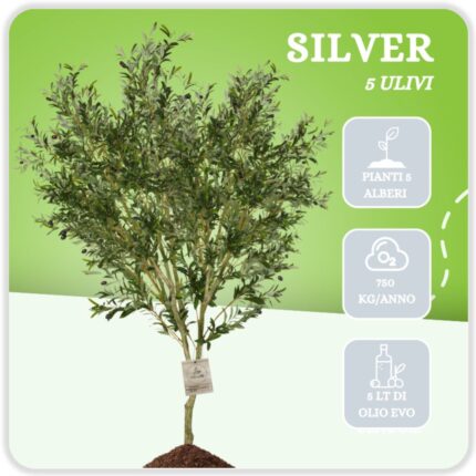 Silver - 5 Alberi di Ulivo