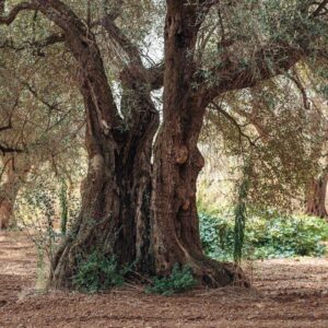xylella