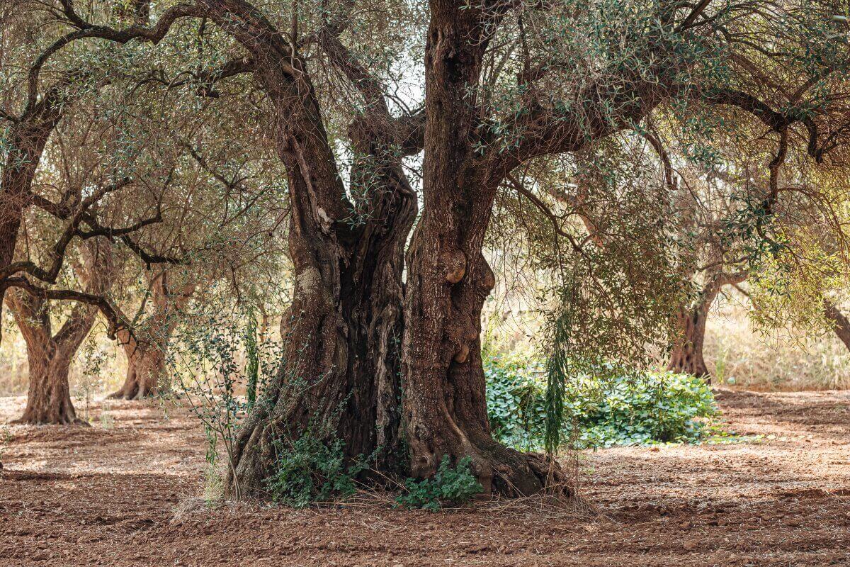 xylella