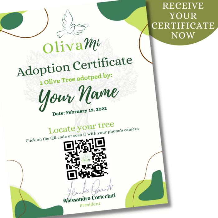 adopt an olive tree 4