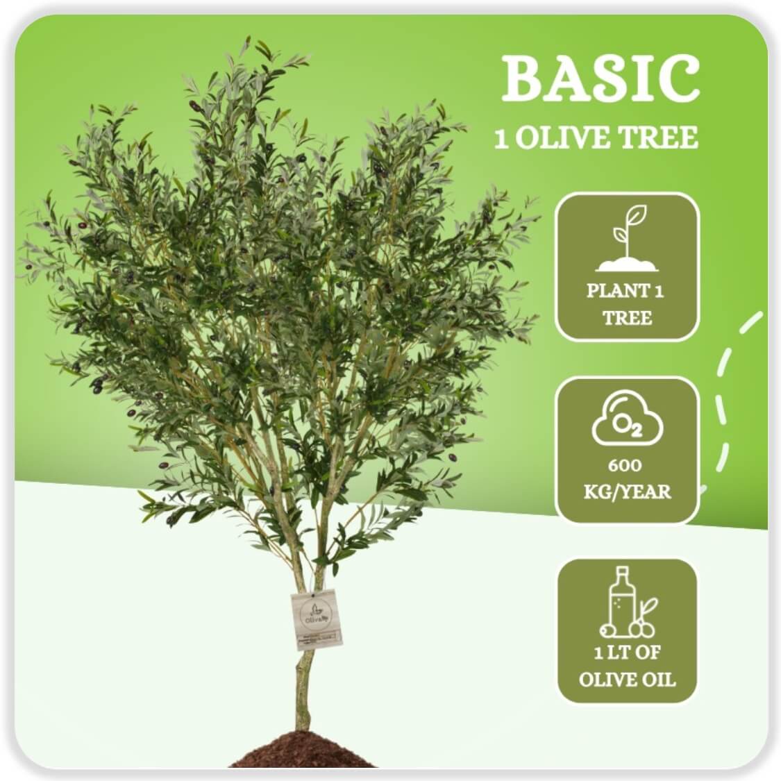 Basic Plan: Adopt An Olive Tree