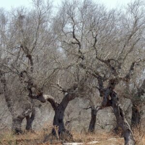 CONSEGUENZE EONOMICHE XYLELLA