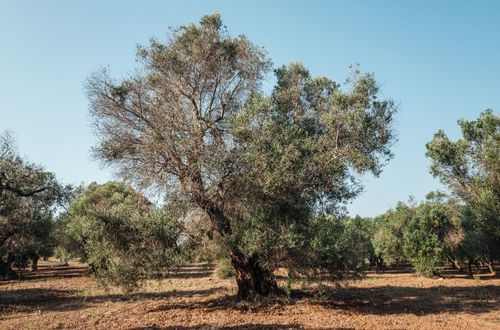 ULIVO XYLELLA 1