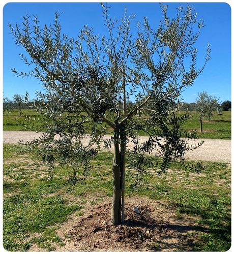 salute albero allegagione