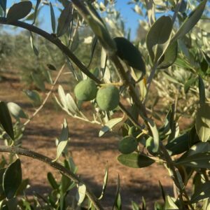 Olive Salento
