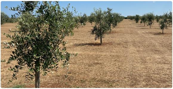 crescita olive oliveto