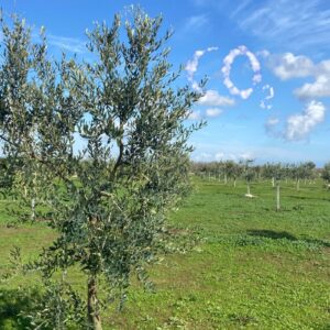 quanta co2 assorbe un albero di olivo - cielo