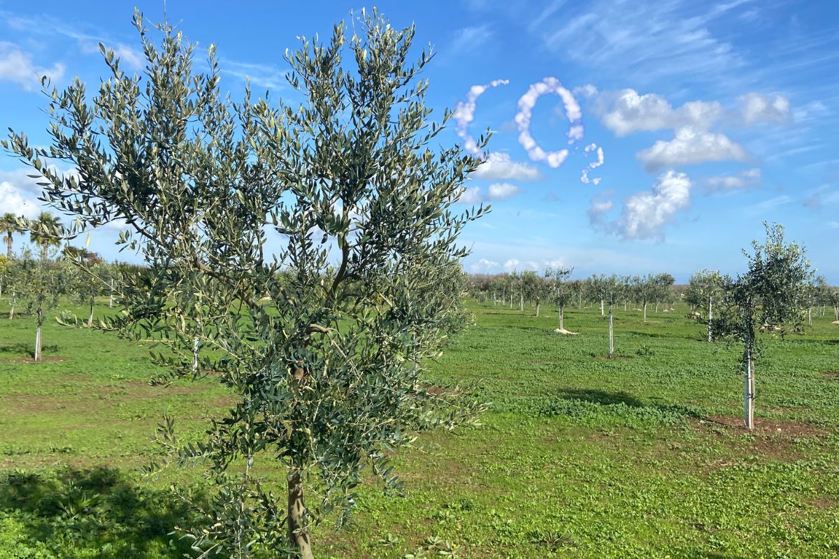 quanta co2 assorbe un albero di olivo - cielo