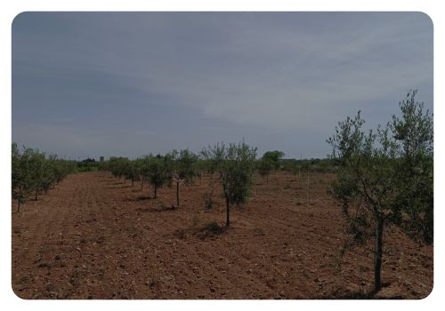 oliveti olivami