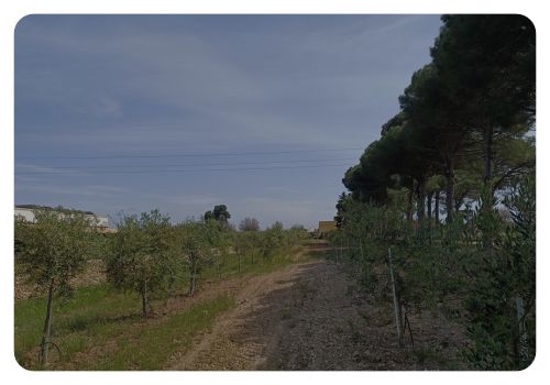 oliveti olivami