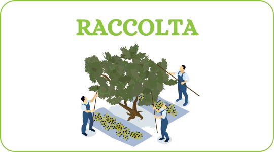 fasi produzione olio - fase raccolta