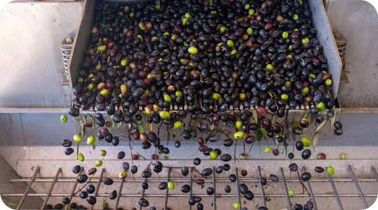 fase 2 lavaggio olive fasi produzione olio - lavaggio