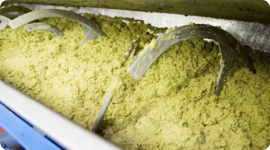 gramolatura olive fasi produzione olio - gramolatura olive