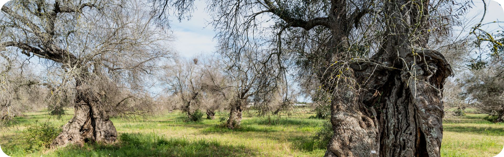 legno degli ulivi colpiti dalla Xylella - alberi morti legno degli ulivi colpiti dalla Xylella - alberi morti
