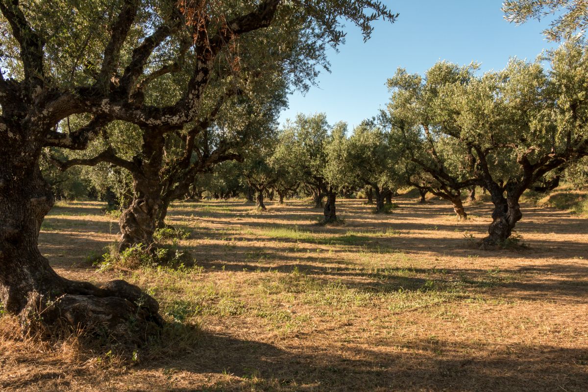 ruolo degli ulivi nell'ecosistema
