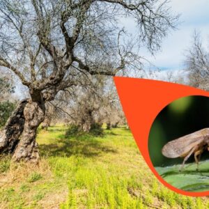 sputacchina e Xylella