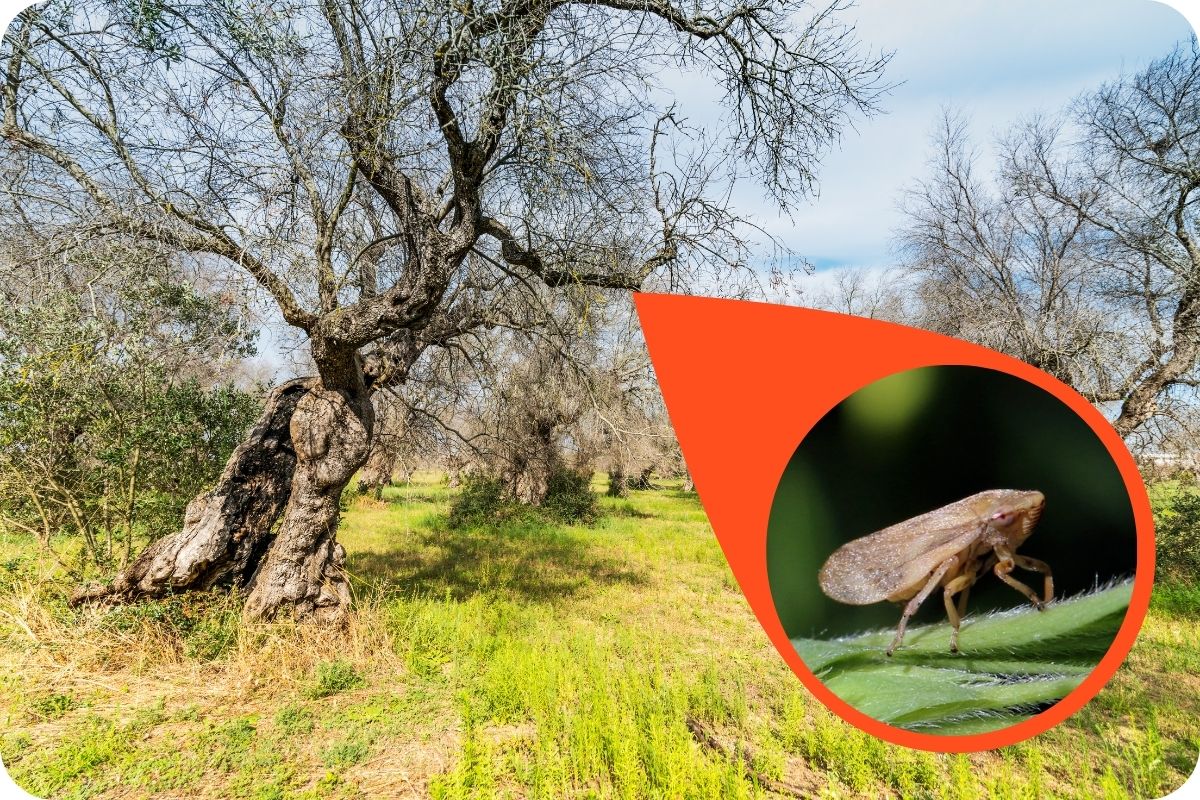 sputacchina e Xylella