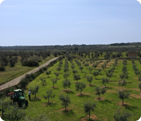 ulivi verdi - ricreiamo l'ecosistema degli oliveti