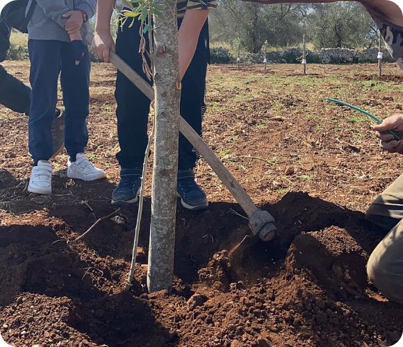 quando piantare un ulivo - terra