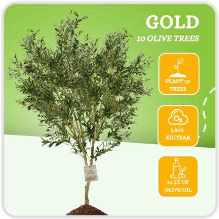 Gold - 10 Olive Trees
