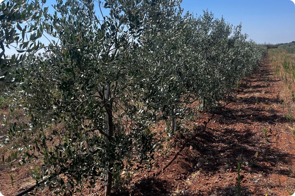 fasi crescita ulivo - uliveto salentino