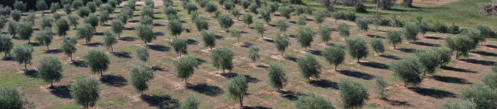 Il Giardino di MAPEI