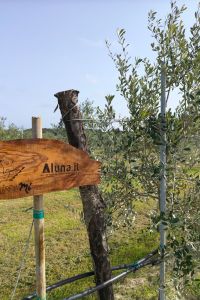 Aluna.it-1