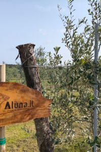 Aluna.it-2