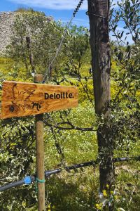 Deloitte giardino aziendale 3