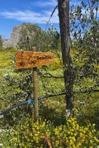 Deloitte giardino aziendale 6