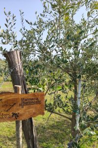 Farmacia-Bertoncello-3