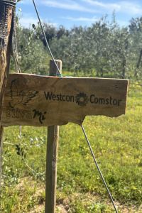 Giardino-Westcon-Comstor-1