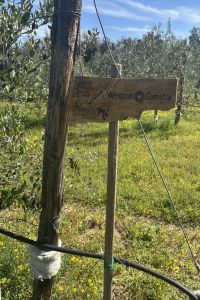Giardino-Westcon-Comstor-3