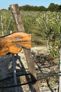 GoPack - giardino aziendale 4