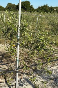 GoPack - giardino aziendale 5