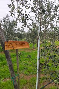 K-CHANGE-Giardino-aziendale-01