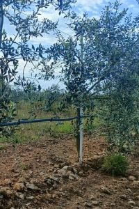 Landolfo3