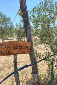 Vico srl giardino aziendale 1 (1)