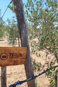 Vico srl giardino aziendale 2