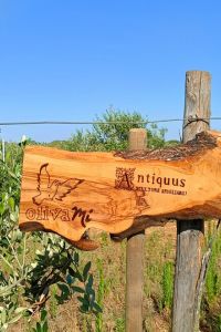 antiquus-2-1