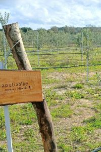 apulia-bike-3
