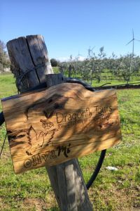 dragonfly-tours-giardino1