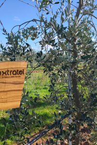 extratel-giardino-aziendale-02