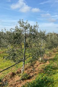 falsetti-2